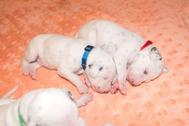 14. Lebenstag - B-Wurf (19)