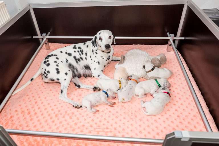 14. Lebenstag - B-Wurf (2)