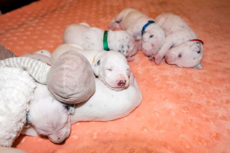 14. Lebenstag - B-Wurf (20)