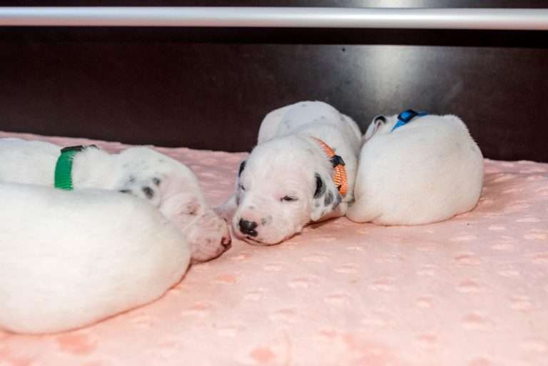 14. Lebenstag - B-Wurf (4)