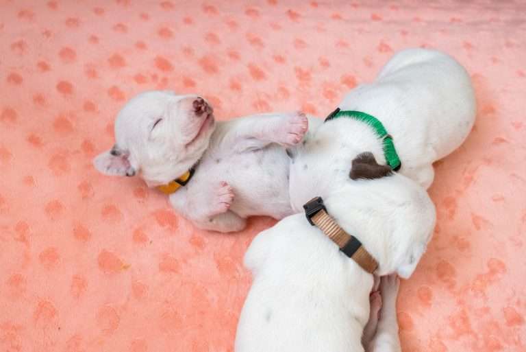 14. Lebenstag - B-Wurf (6)