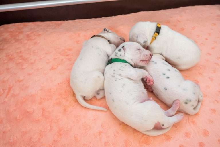 14. Lebenstag - B-Wurf (7)