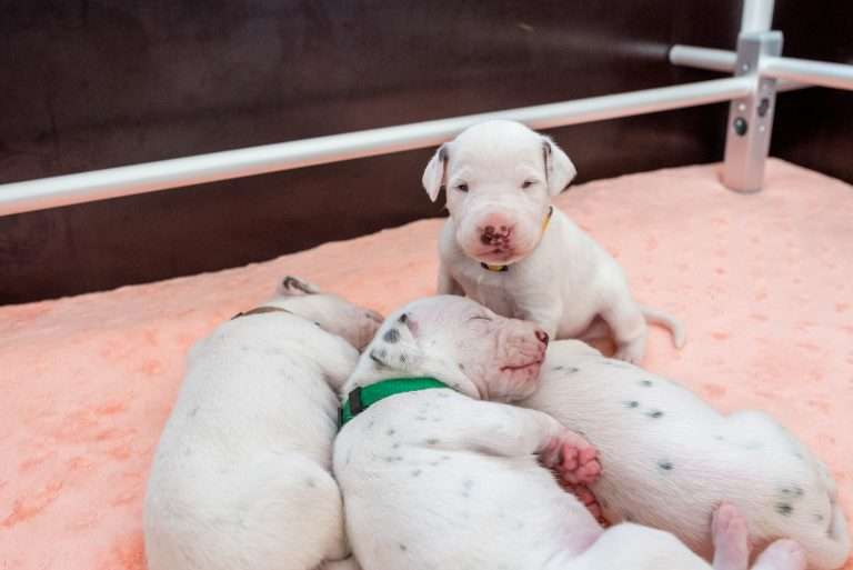 14. Lebenstag - B-Wurf (8)