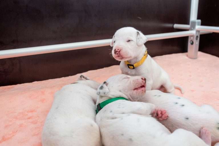 14. Lebenstag - B-Wurf (9)