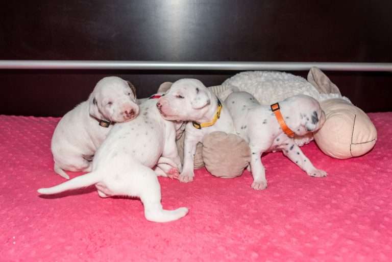 16. Lebenstag - B-Wurf (1)