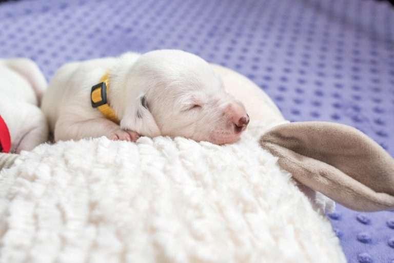 16. Lebenstag - B-Wurf (1)