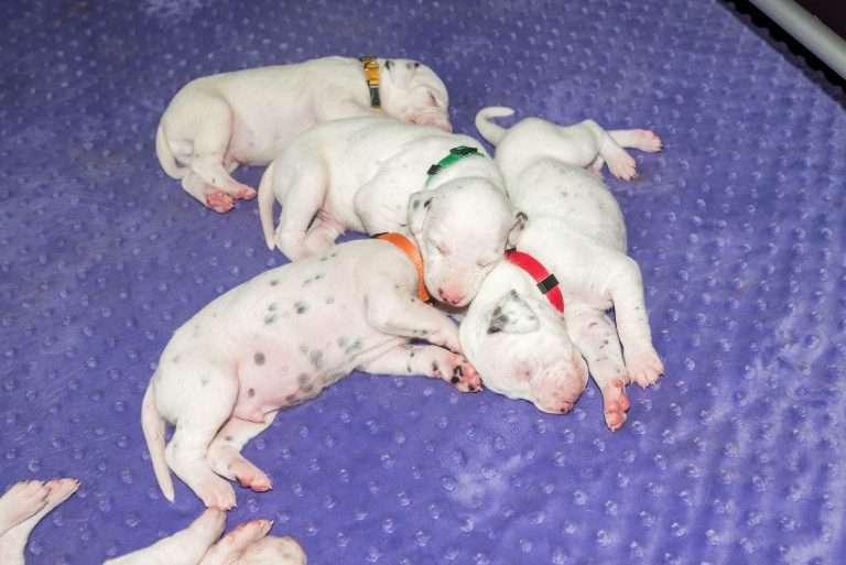 16. Lebenstag - B-Wurf (11)