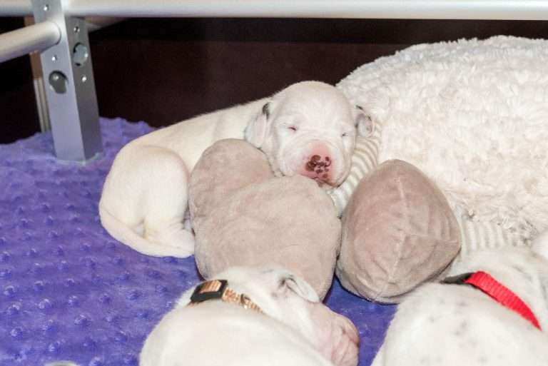 16. Lebenstag - B-Wurf (12)