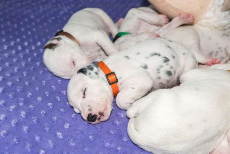 16. Lebenstag - B-Wurf (14)