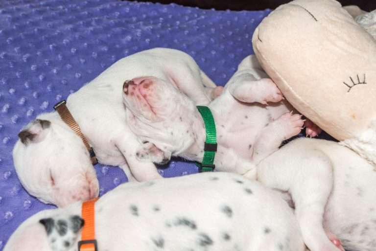 16. Lebenstag - B-Wurf (15)