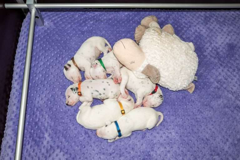 16. Lebenstag - B-Wurf (16)