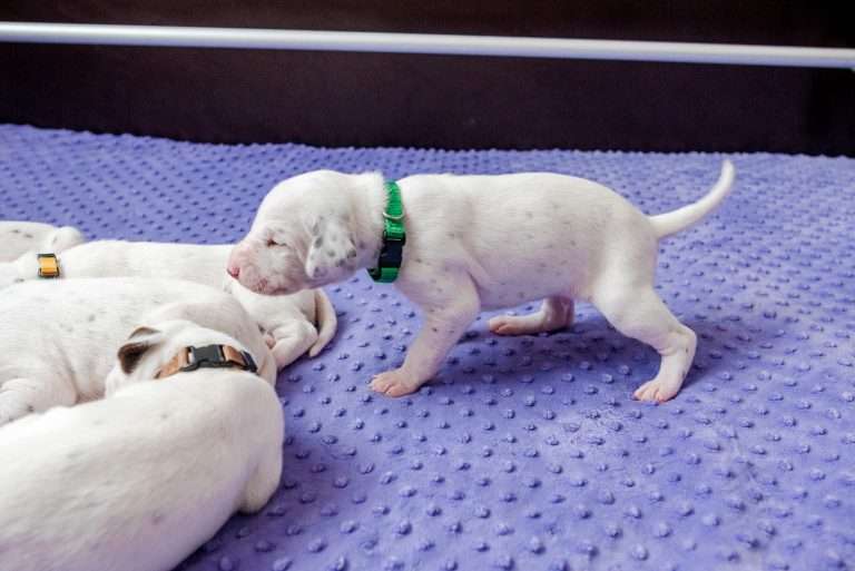 16. Lebenstag - B-Wurf (17)