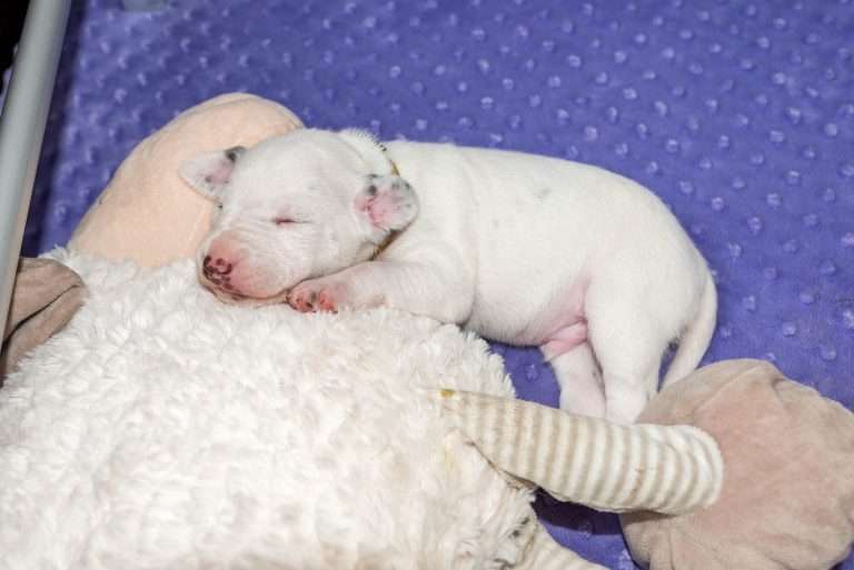 16. Lebenstag - B-Wurf (18)