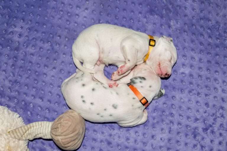 16. Lebenstag - B-Wurf (19)