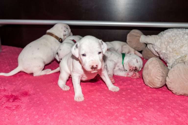 16. Lebenstag - B-Wurf (2)