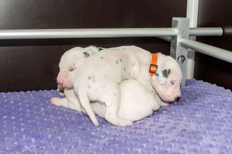 16. Lebenstag - B-Wurf (2)