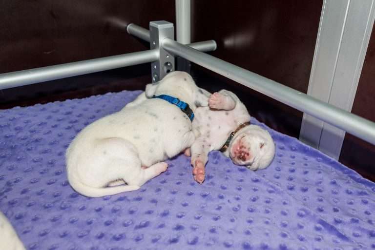 16. Lebenstag - B-Wurf (20)