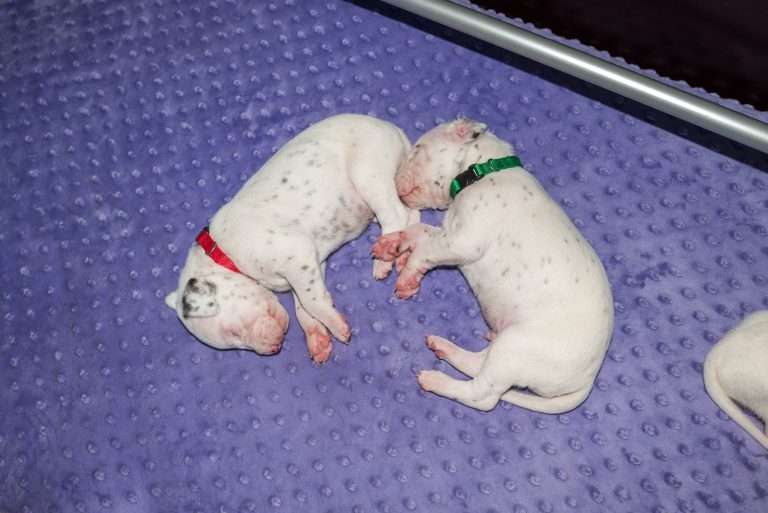 16. Lebenstag - B-Wurf (21)