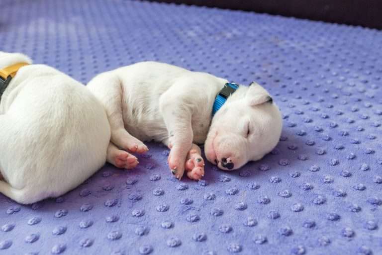 16. Lebenstag - B-Wurf (3)