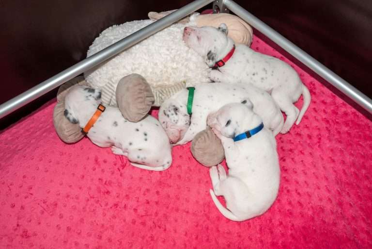 16. Lebenstag - B-Wurf (4)