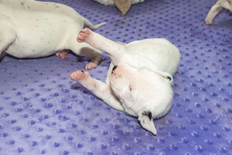 16. Lebenstag - B-Wurf (4)