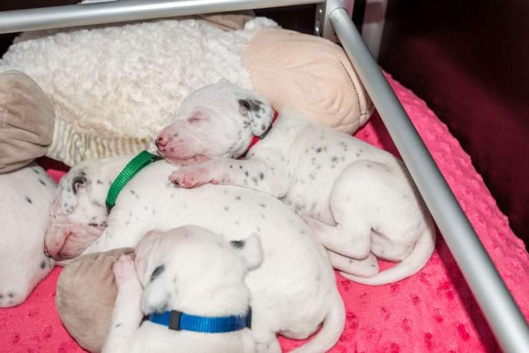 16. Lebenstag - B-Wurf (5)