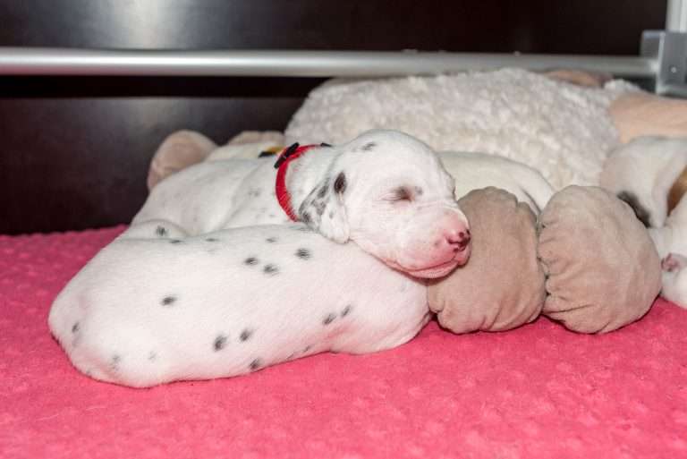 16. Lebenstag - B-Wurf (6)