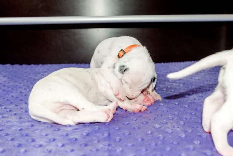 16. Lebenstag - B-Wurf (6)