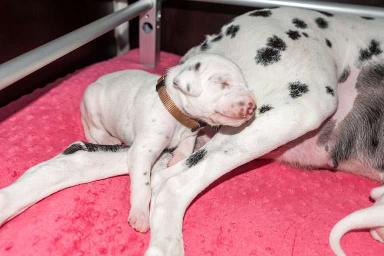 16. Lebenstag - B-Wurf (7)