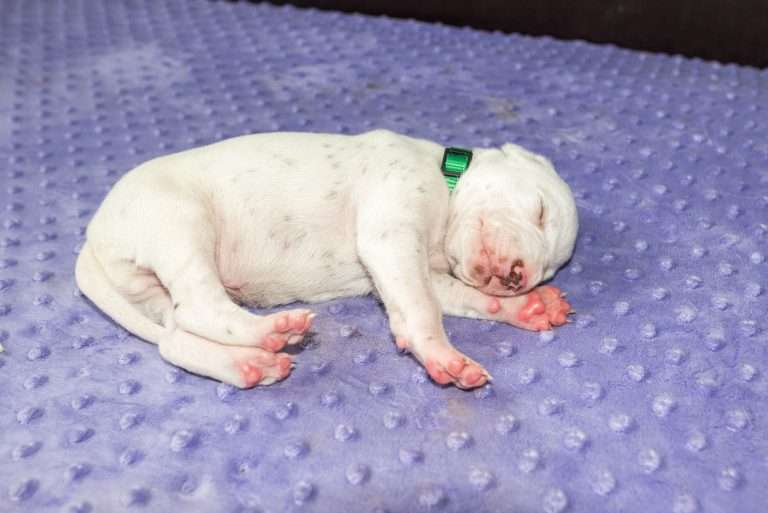 16. Lebenstag - B-Wurf (8)