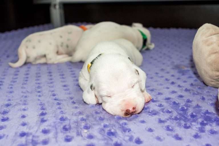 16. Lebenstag - B-Wurf (9)