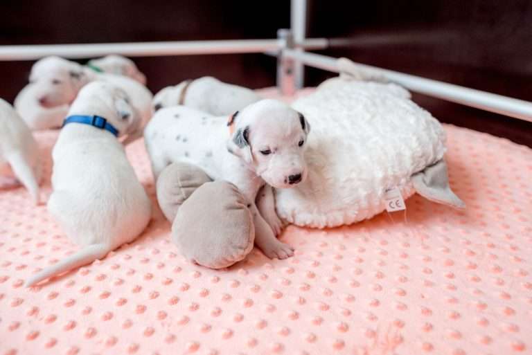 17. Lebenstag - B-Wurf (1)