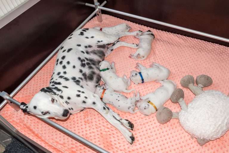 17. Lebenstag - B-Wurf (10)