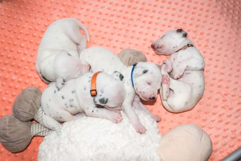 17. Lebenstag - B-Wurf (11)