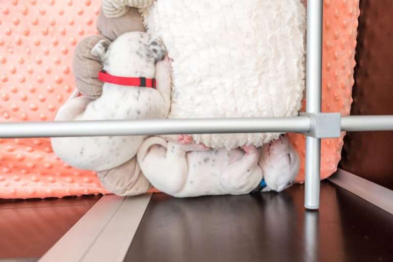 17. Lebenstag - B-Wurf (12)