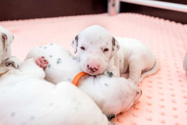 17. Lebenstag - B-Wurf (13)