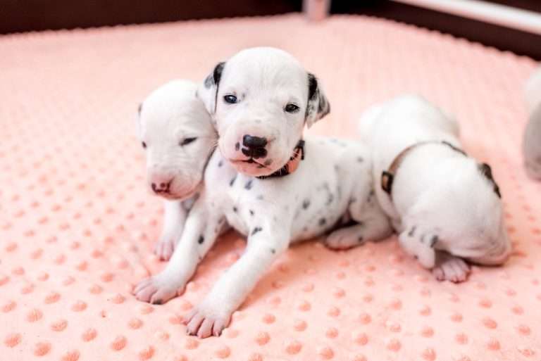 17. Lebenstag - B-Wurf (14)