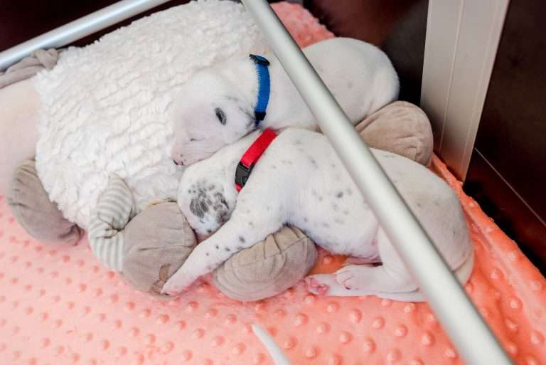 17. Lebenstag - B-Wurf (15)