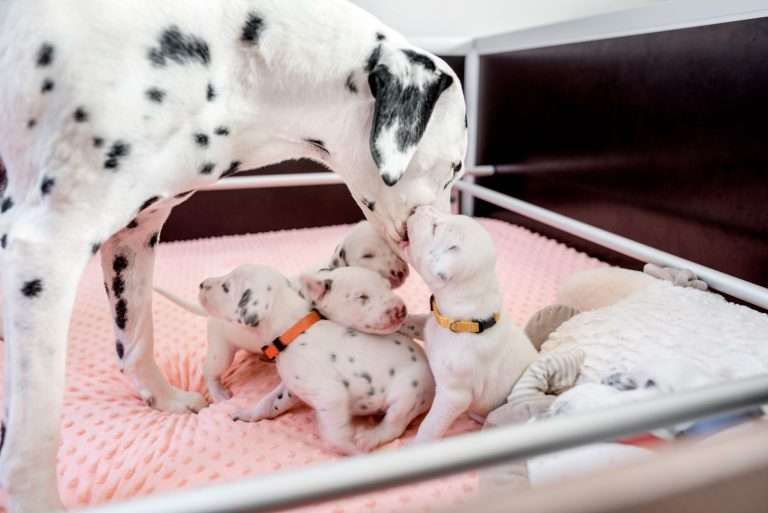 17. Lebenstag - B-Wurf (16)