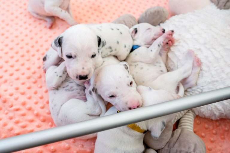 17. Lebenstag - B-Wurf (17)