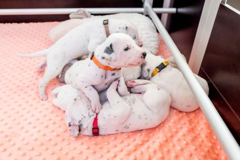 17. Lebenstag - B-Wurf (18)