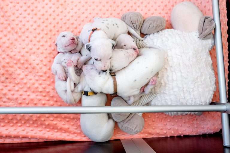 17. Lebenstag - B-Wurf (19)