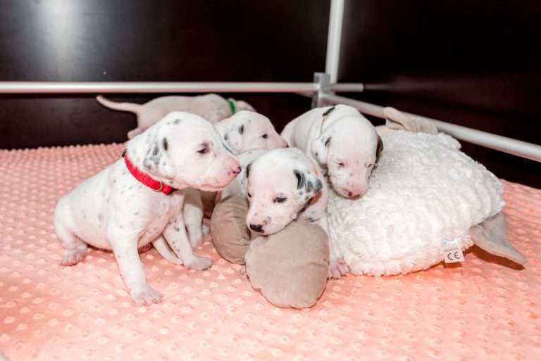 17. Lebenstag - B-Wurf (2)