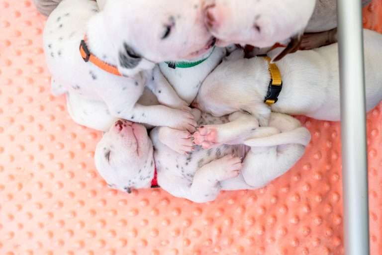 17. Lebenstag - B-Wurf (20)