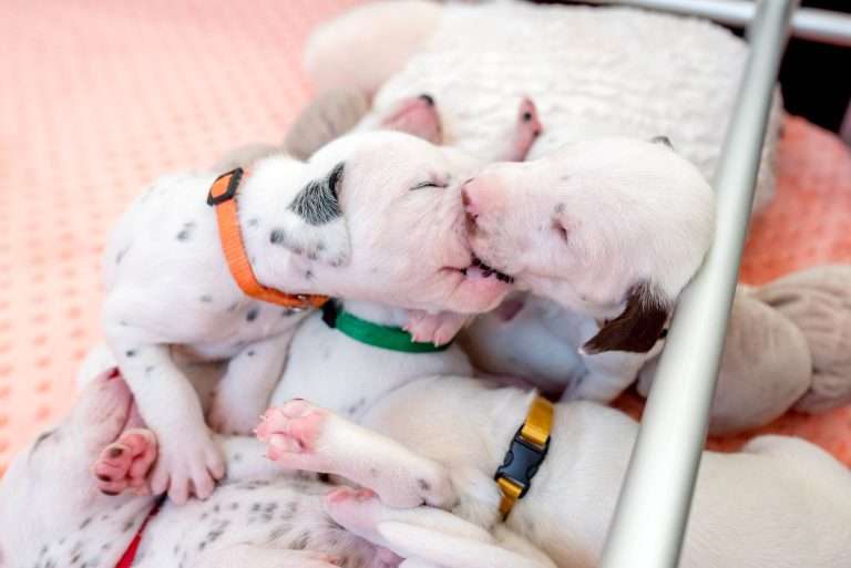 17. Lebenstag - B-Wurf (21)