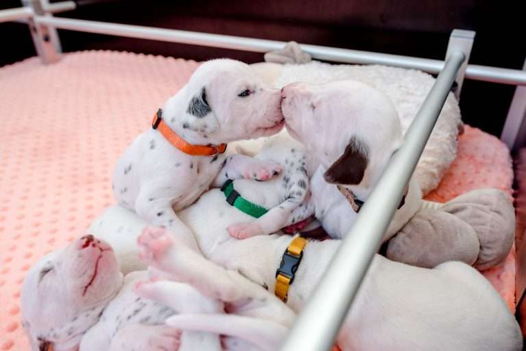 17. Lebenstag - B-Wurf (22)