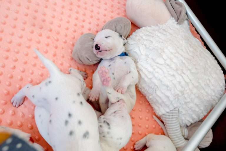 17. Lebenstag - B-Wurf (24)