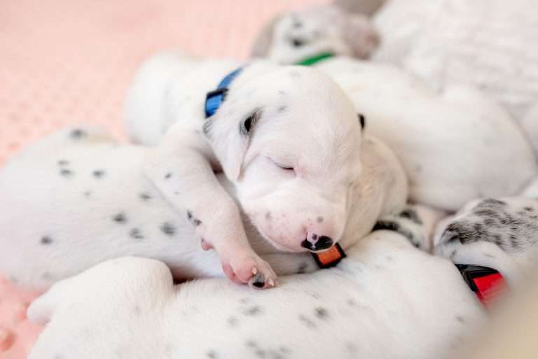 17. Lebenstag - B-Wurf (25)