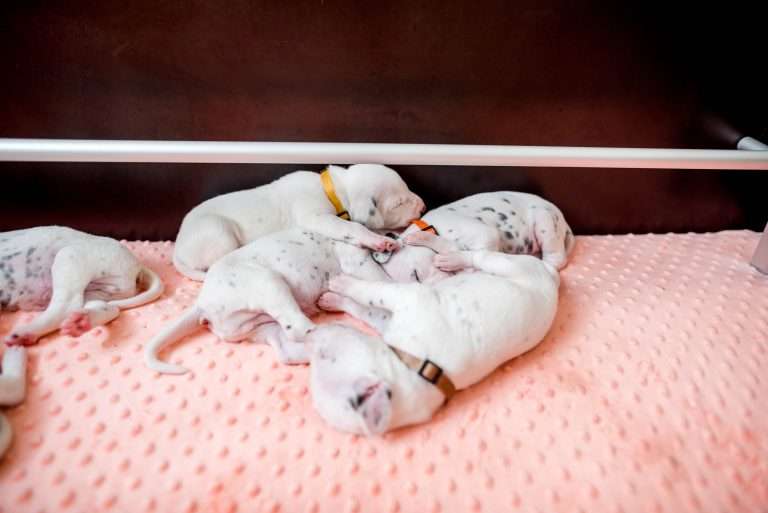 17. Lebenstag - B-Wurf (26)