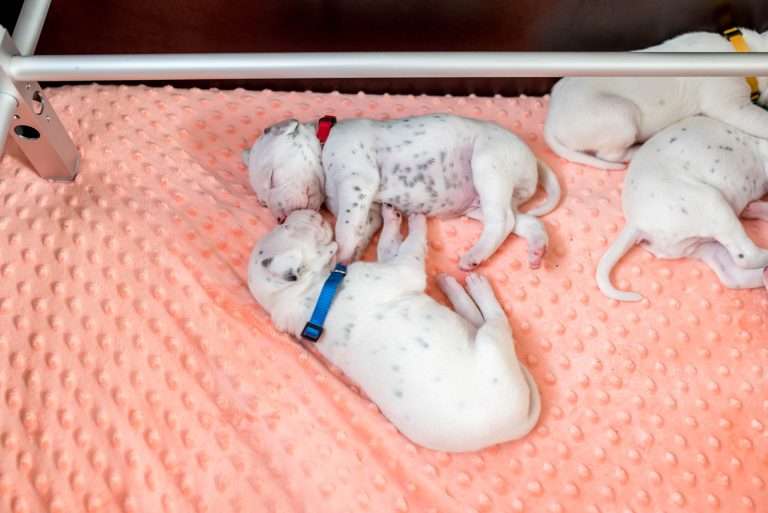 17. Lebenstag - B-Wurf (27)